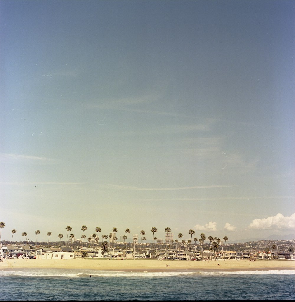 a beach with a bunch of palm trees on it