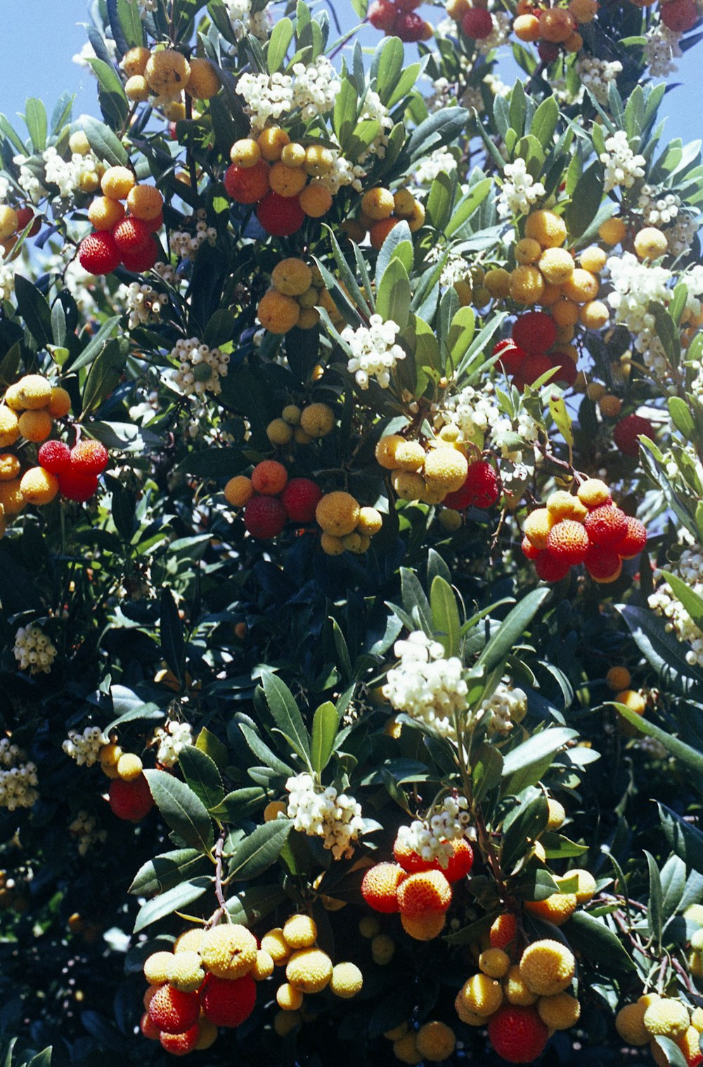 a tree filled with lots of ripe fruit