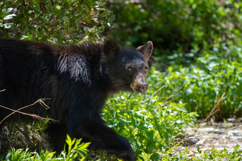 무성한 녹색 숲을 걷는 검은 곰