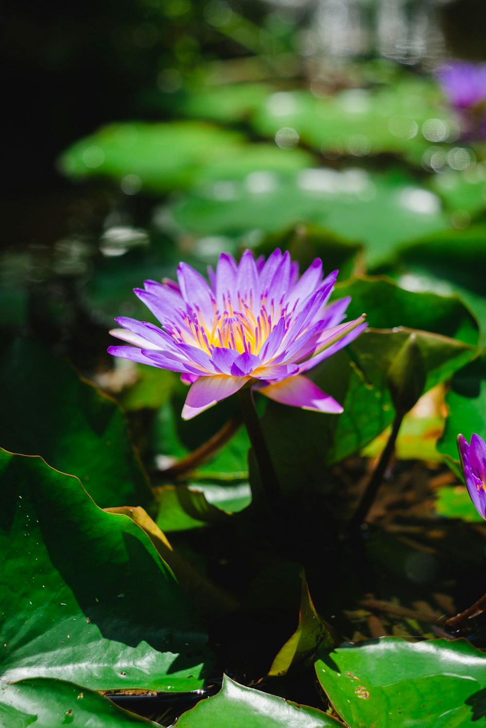 two purple water lilies blooming in a pond