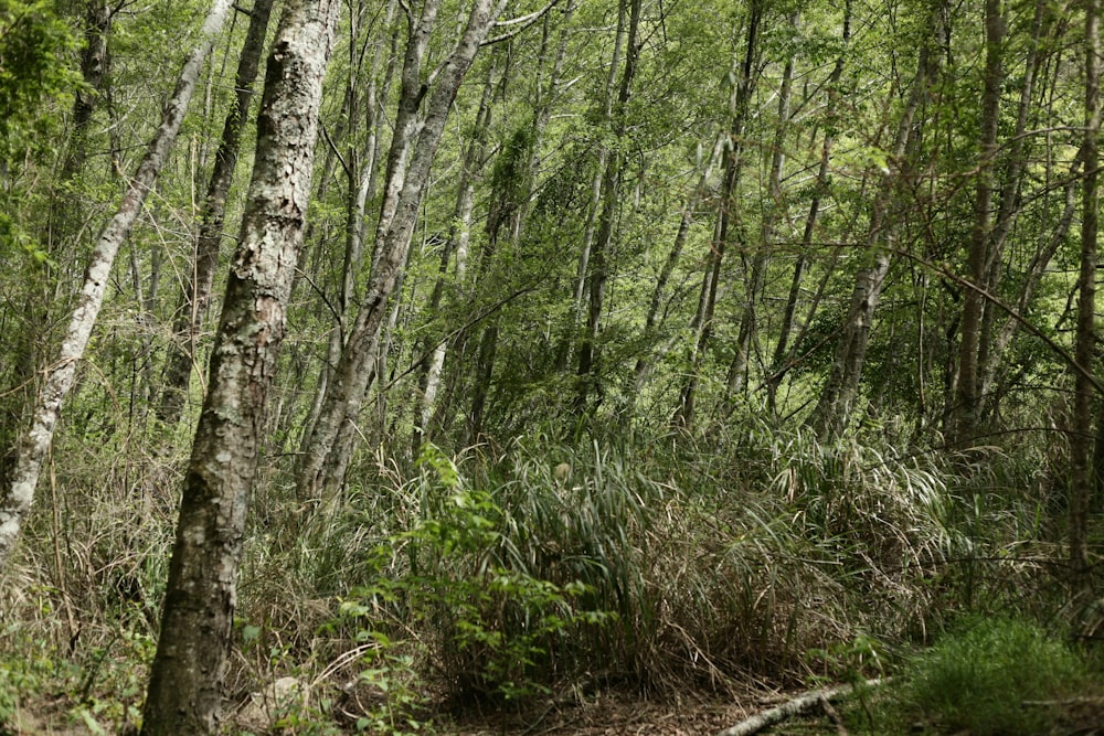 a forest filled with lots of tall trees