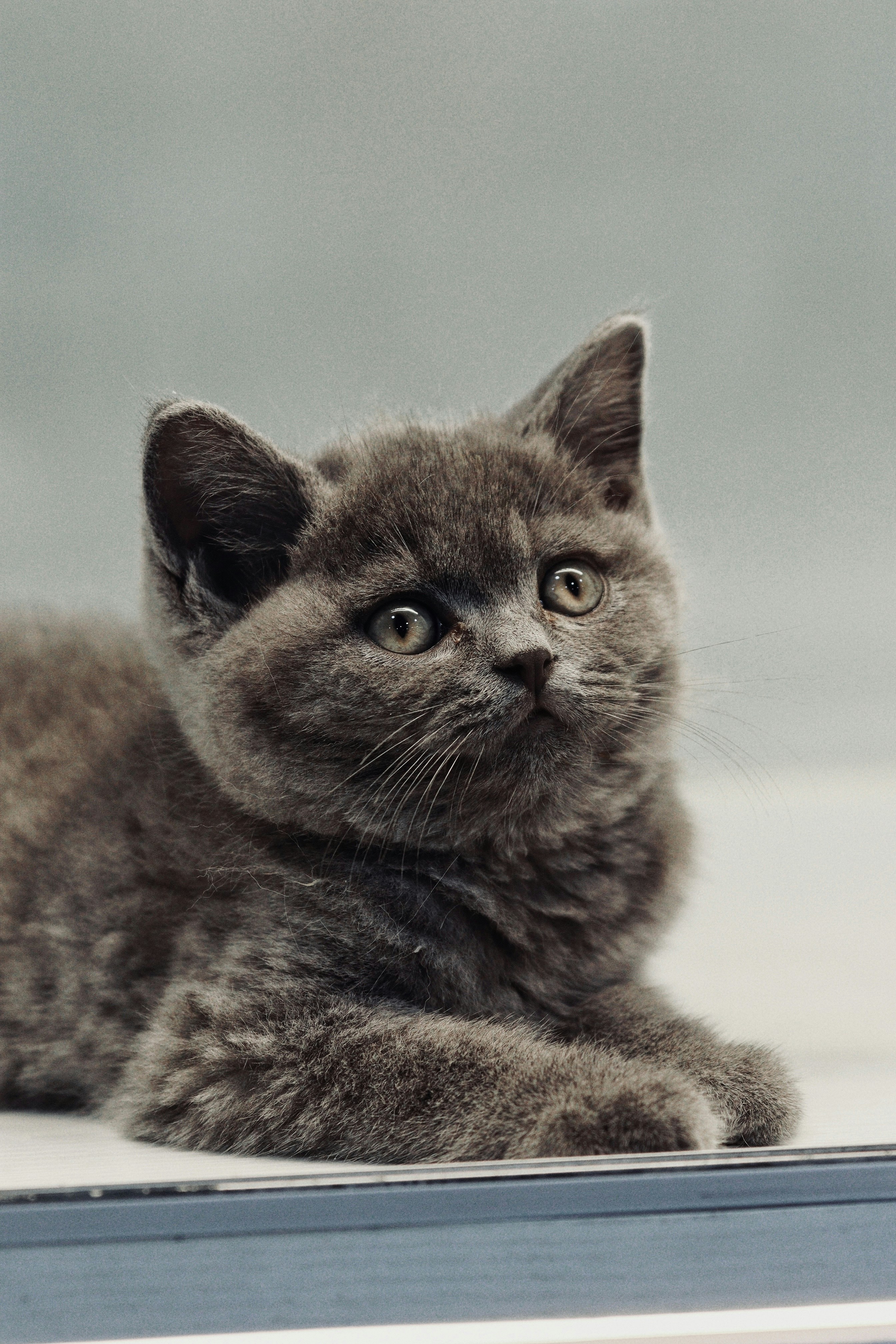 1. British Shorthair: The Plush Teddy Bear (image credits: unsplash)
