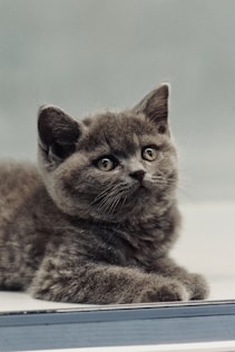 a gray kitten laying on top of a window sill