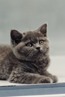 a gray kitten laying on top of a window sill