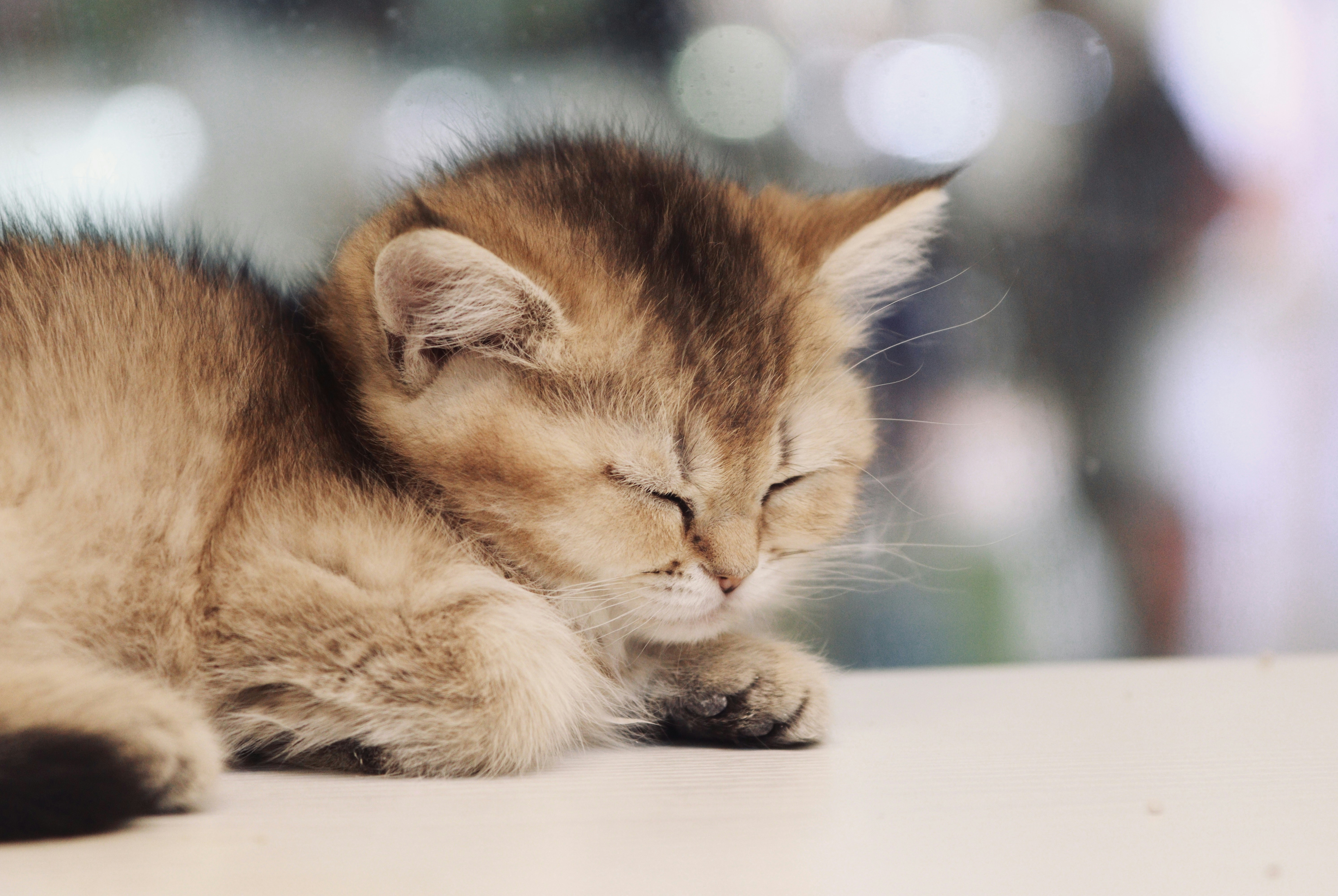 a small kitten sleeping on top of a table