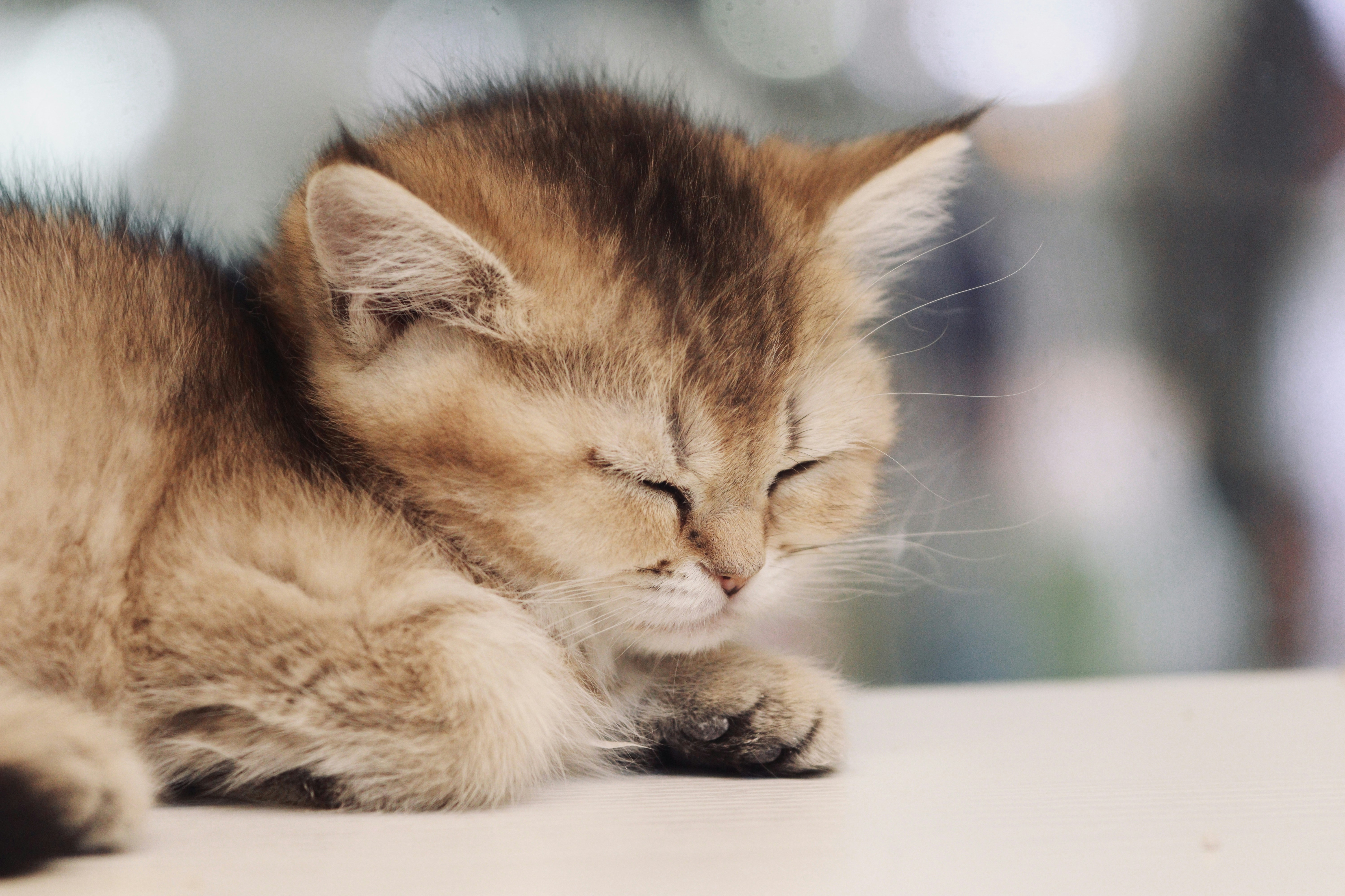 a small kitten sleeping on top of a table
