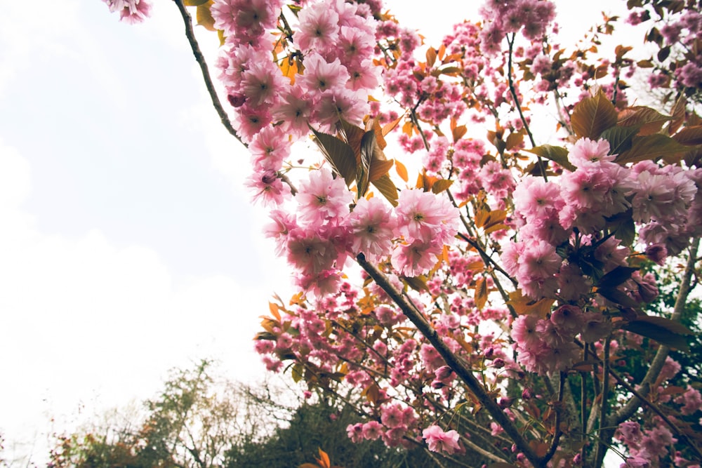 a tree filled with lots of pink flowers