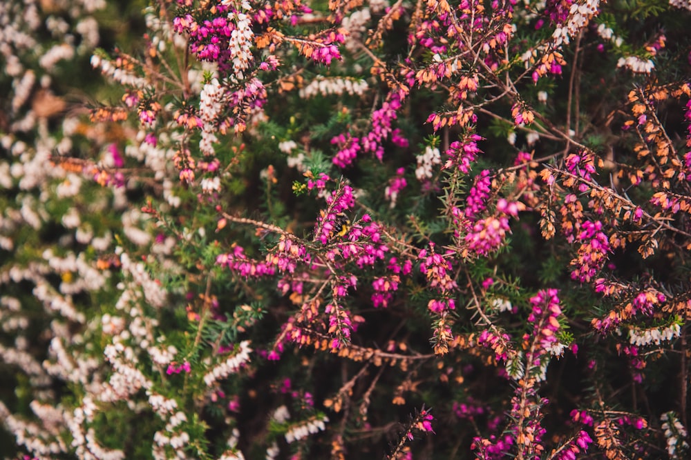 a bunch of pink and white flowers on a bush