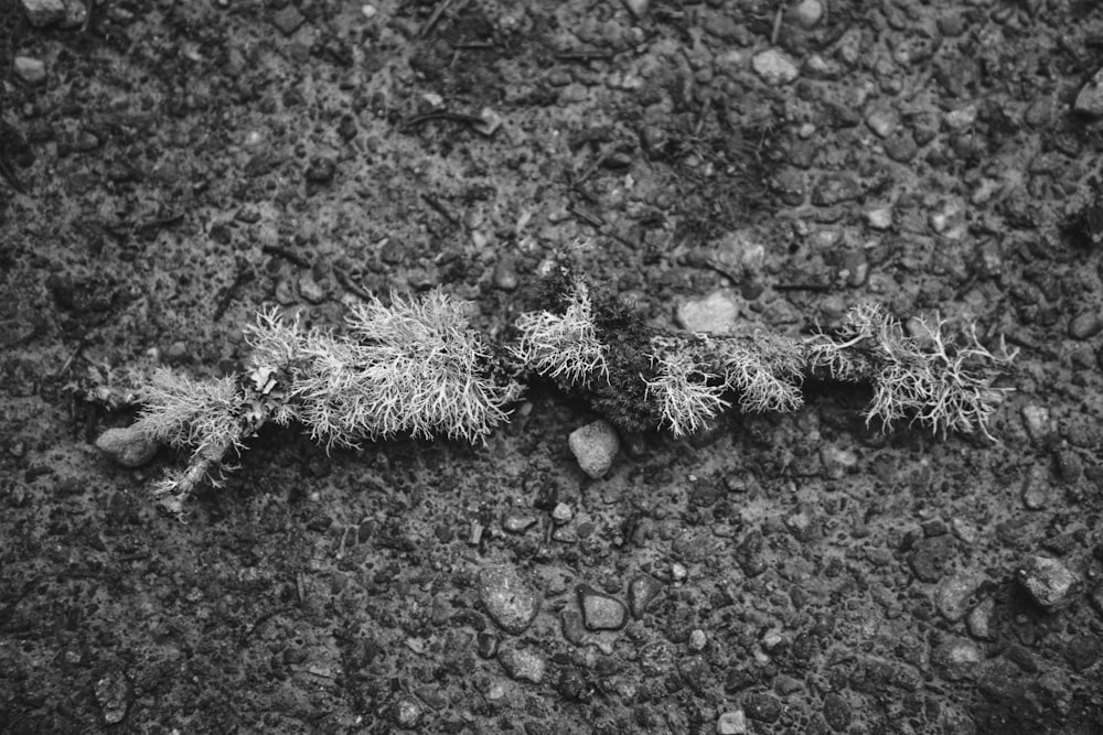 a black and white photo of some grass and rocks