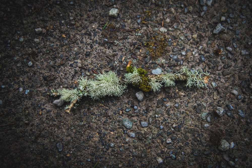 a plant that is growing out of the ground