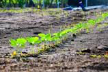 A group of young farmers planting seedlings in a sunlit community garden.