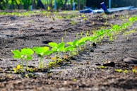 A neat row of young green seedlings is emerging from the dark soil, indicating new growth in a garden or agricultural setting. The plants are evenly spaced, and the sunlight highlights their vibrant leaves. In the background, the blurred greenery suggests a natural outdoor environment.