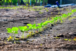 Children planting seeds in a garden, representing hope and future.