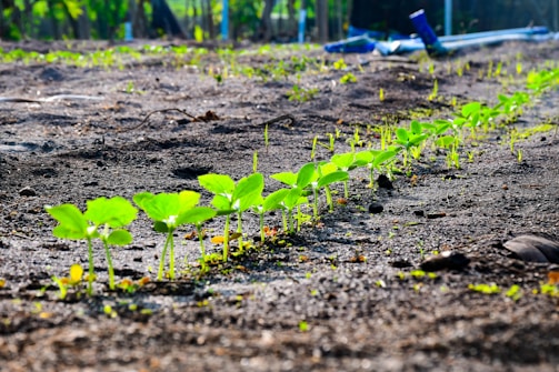 A neat row of young green seedlings is emerging from the dark soil, indicating new growth in a garden or agricultural setting. The plants are evenly spaced, and the sunlight highlights their vibrant leaves. In the background, the blurred greenery suggests a natural outdoor environment.