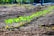A neat row of young green seedlings is emerging from the dark soil, indicating new growth in a garden or agricultural setting. The plants are evenly spaced, and the sunlight highlights their vibrant leaves. In the background, the blurred greenery suggests a natural outdoor environment.