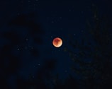 A red moon, likely a blood moon during a lunar eclipse, is set against a dark night sky filled with scattered stars. Silhouettes of tree branches can be seen in the foreground, adding depth and contrast to the scene.