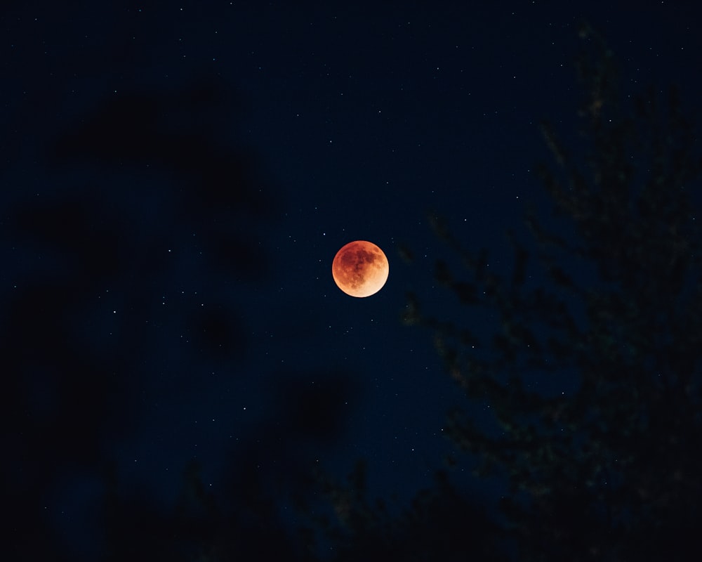 a full moon seen through the trees at night