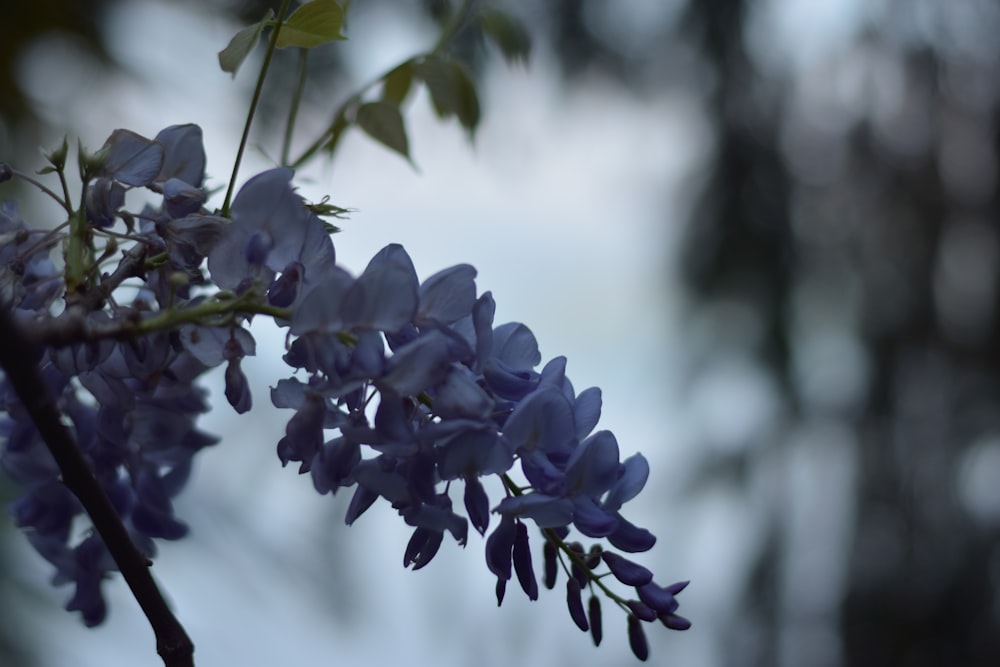 a close up of a bunch of blue flowers