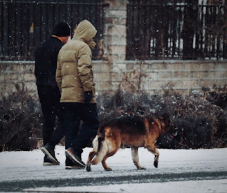 a man and a woman walking a dog in the snow