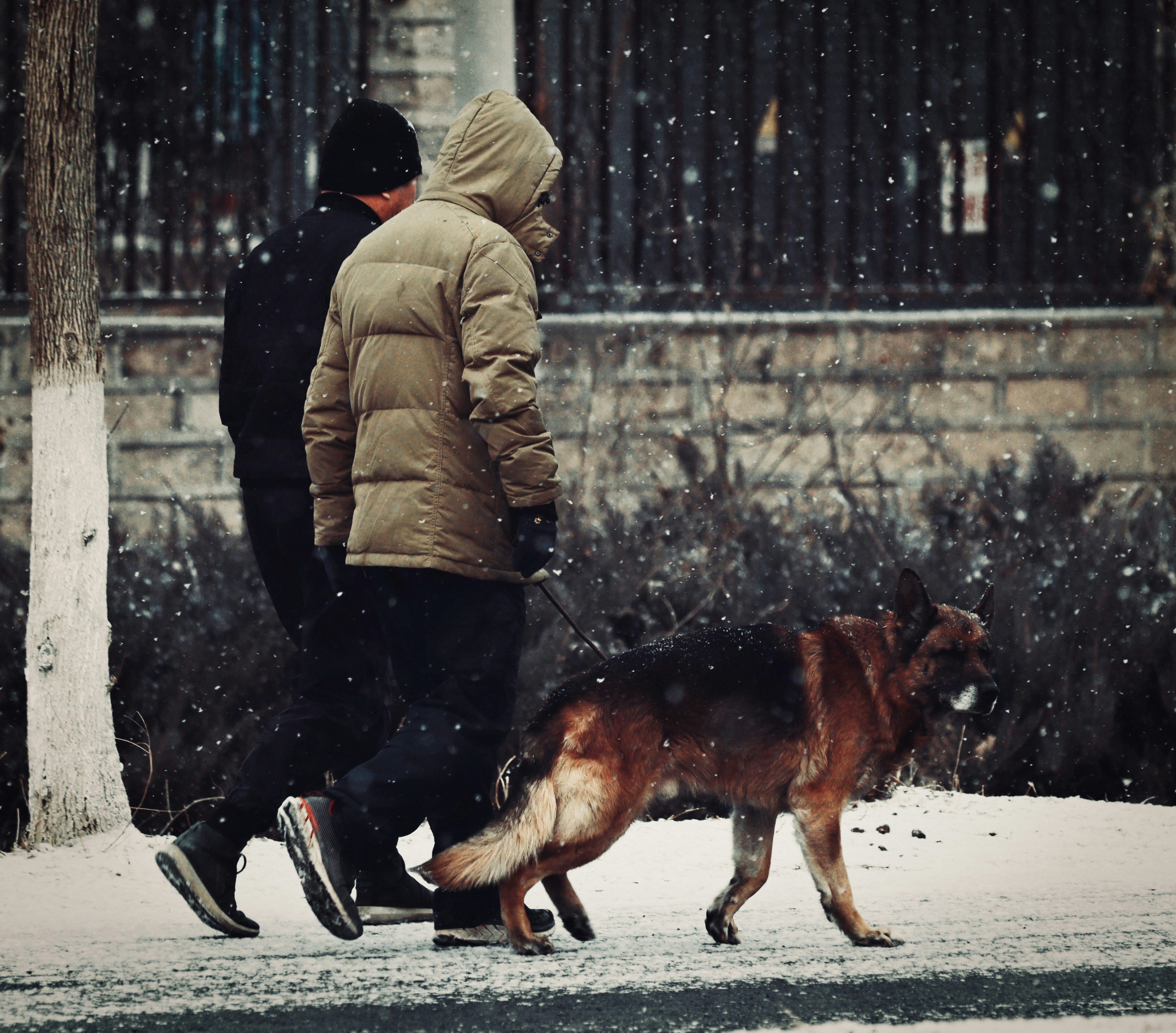 a man walking a dog in the snow