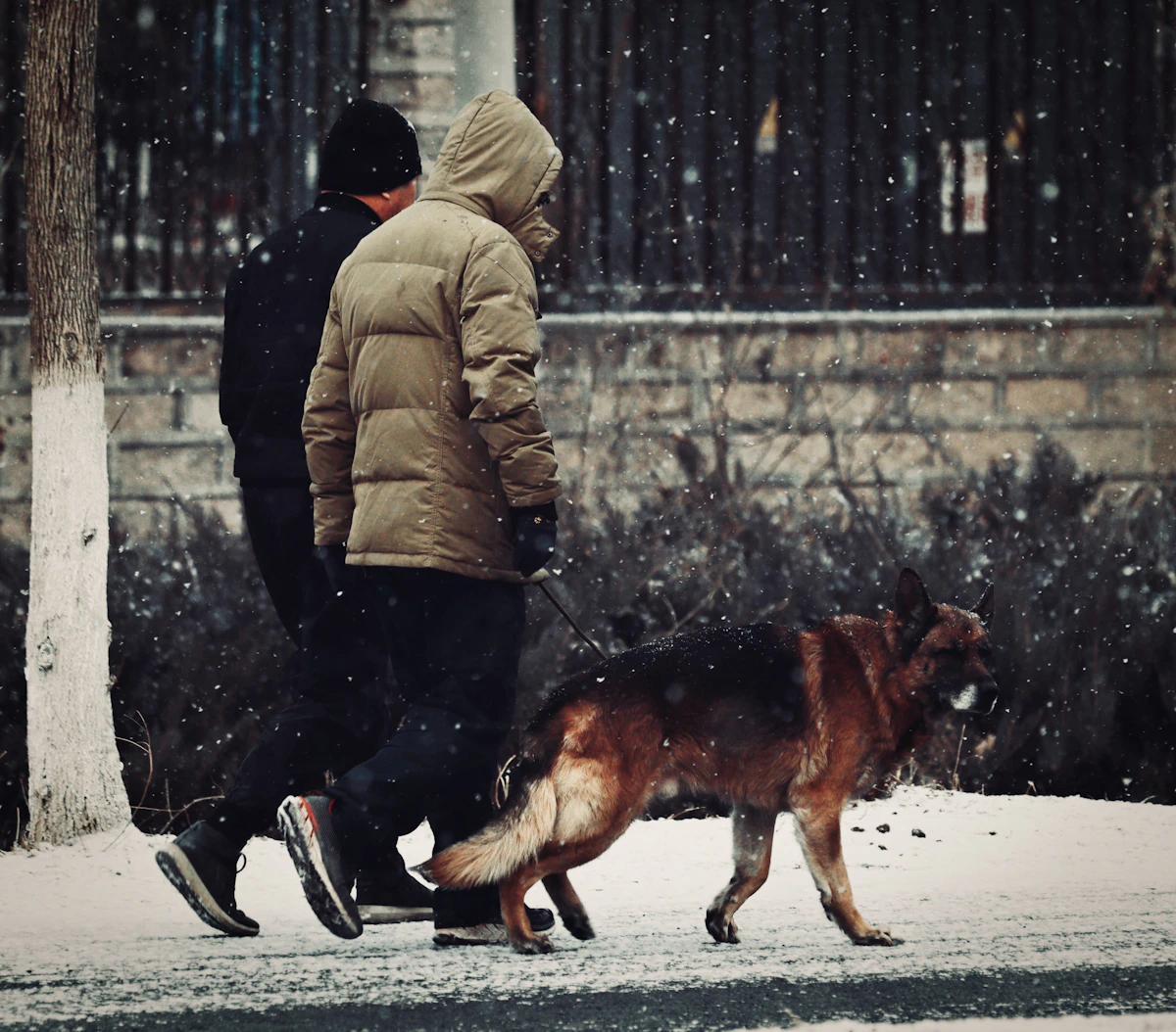 A man walks his dog through a snowy outdoor landscape on a quiet winter morning