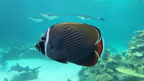 A close-up of exotic fish swimming gracefully in clear water.