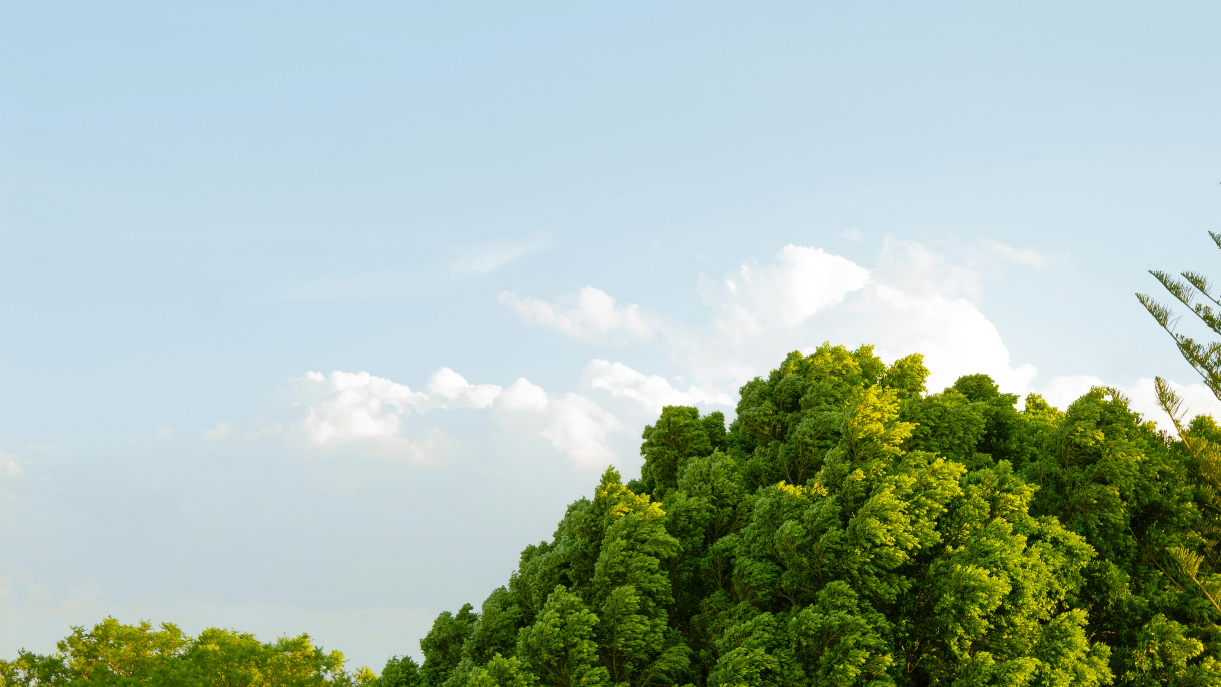 Photo by viperonking