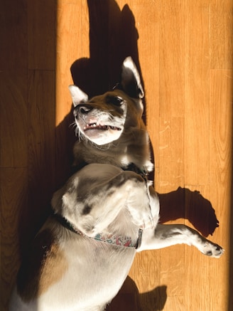 A happy dog playing with a pet care guidebook on a sunny floor.