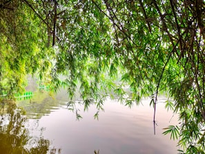 A calming scene showcasing sustainable bamboo products.