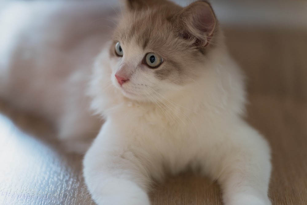 a white and brown cat laying on a wooden floor