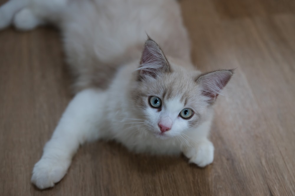 a white cat with blue eyes laying on the floor