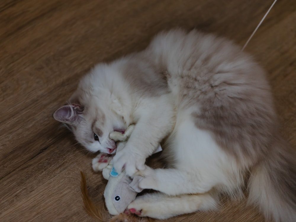 a cat playing with a toy on the floor