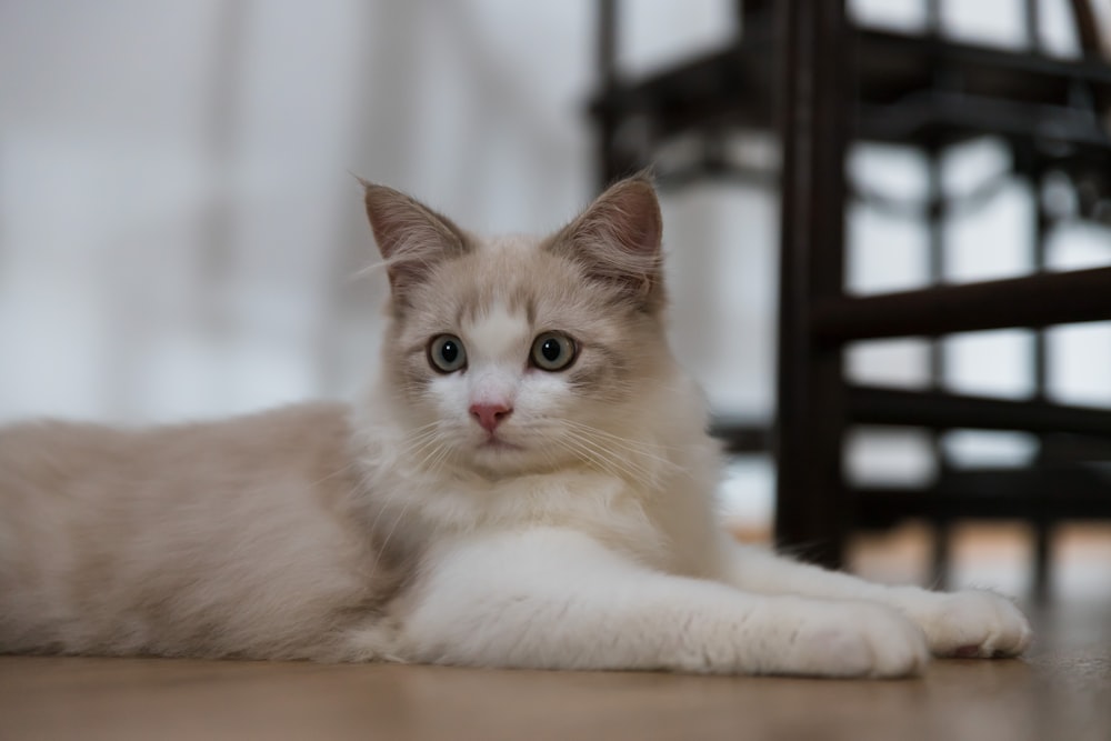 a white cat laying on the floor next to a chair