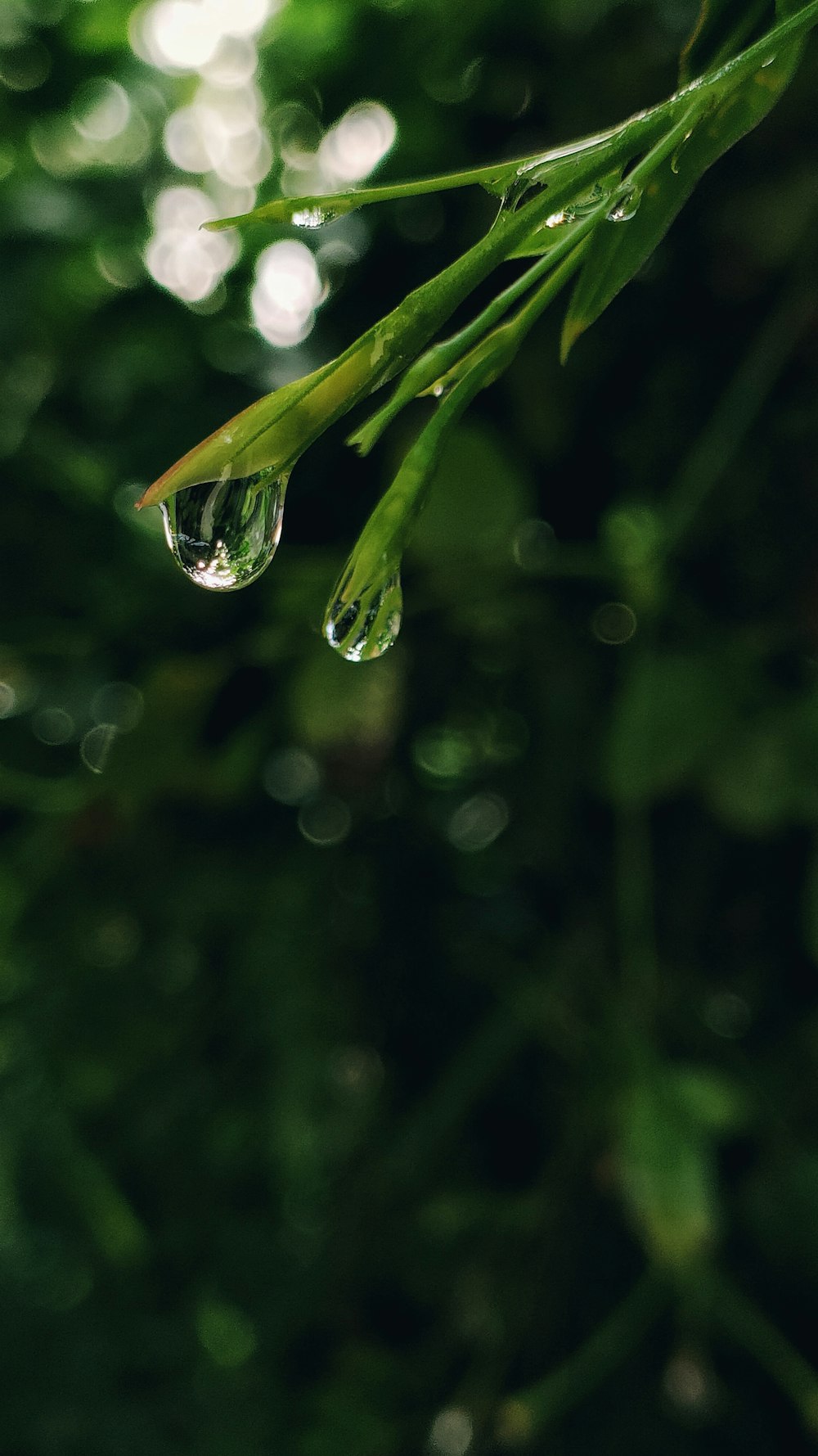 a drop of water hanging from a tree branch