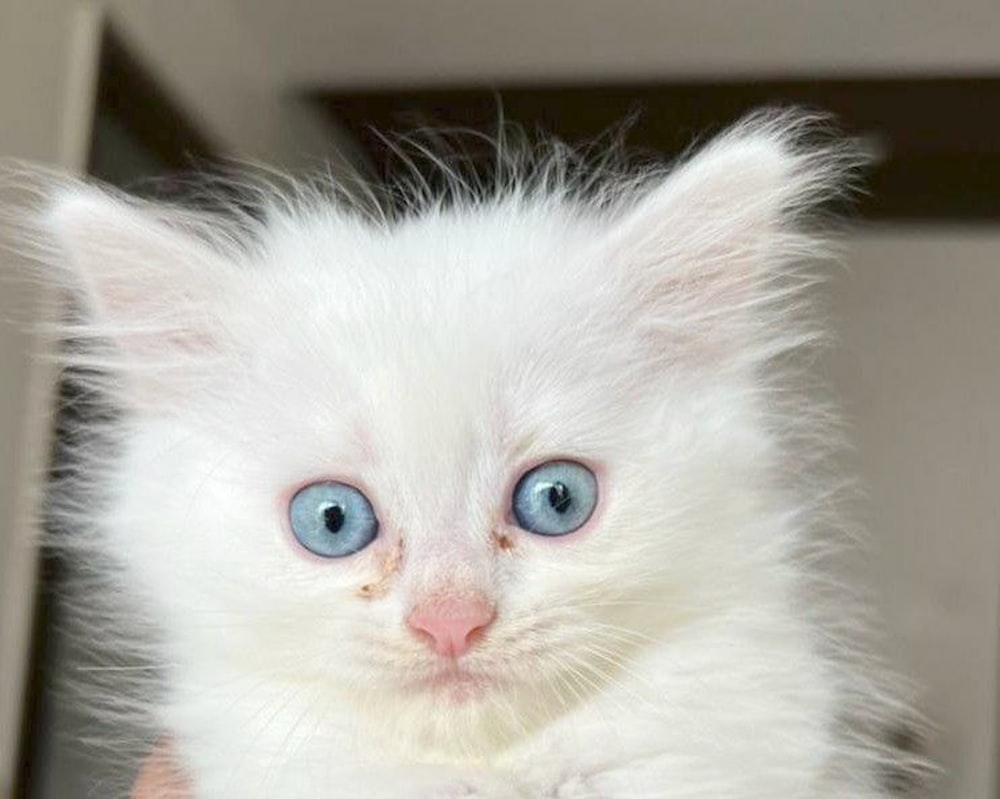 a white kitten with blue eyes being held by someone