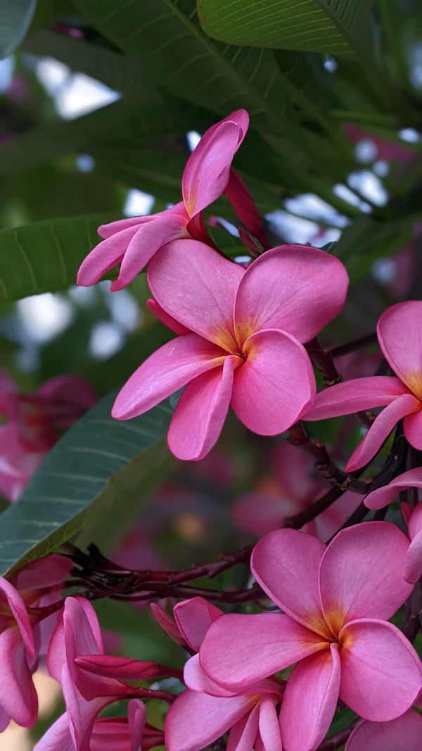 Cluster of pink plumeria flowers