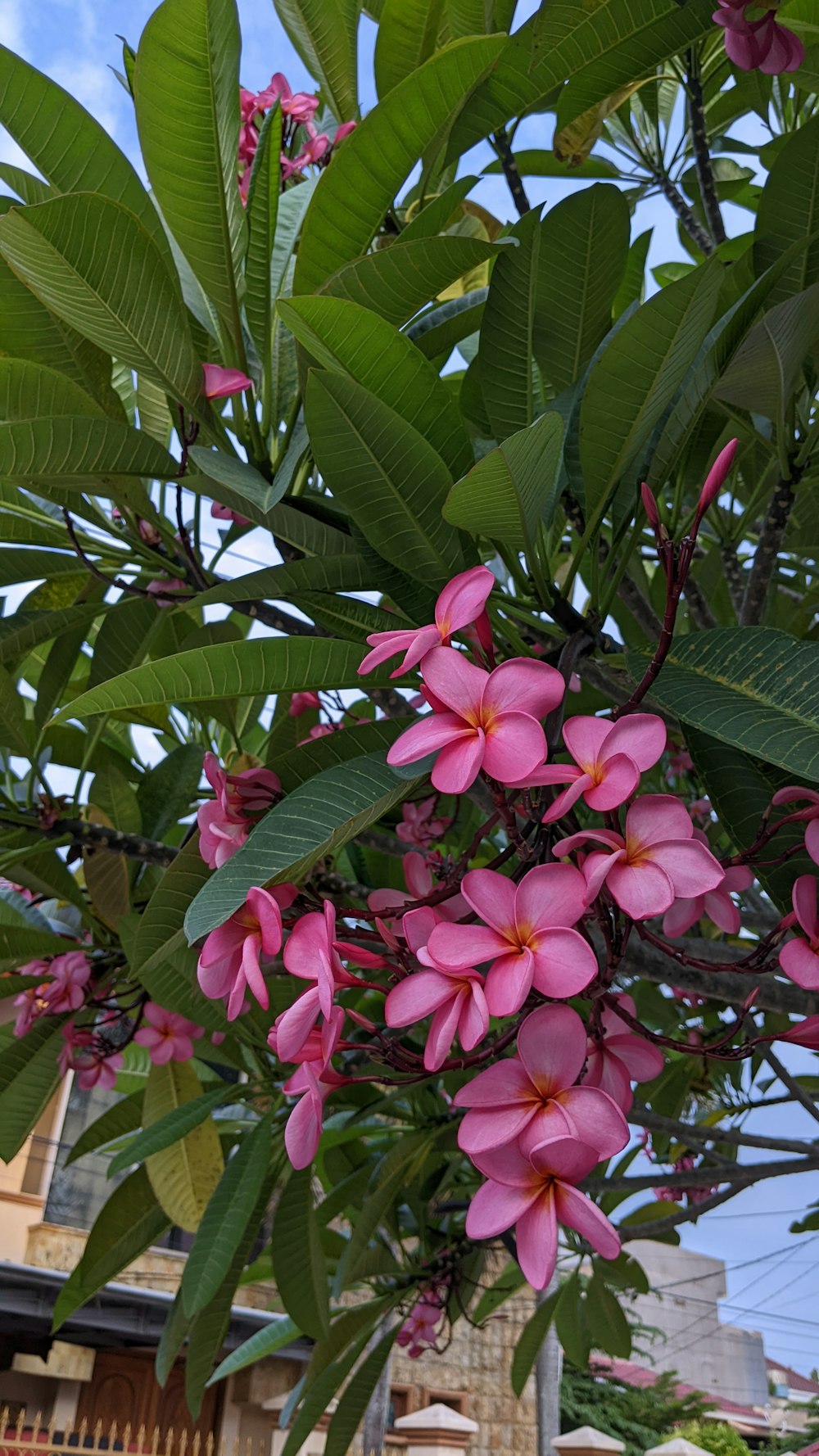 pink flowers are blooming on a tree outside