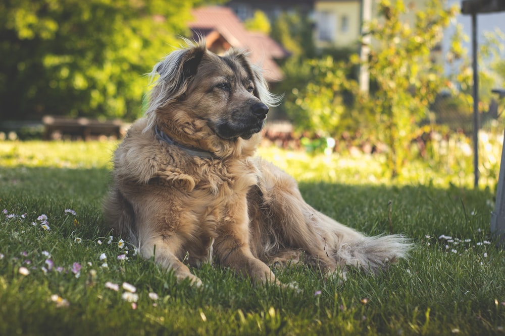 a dog sitting in the grass with a house in the background