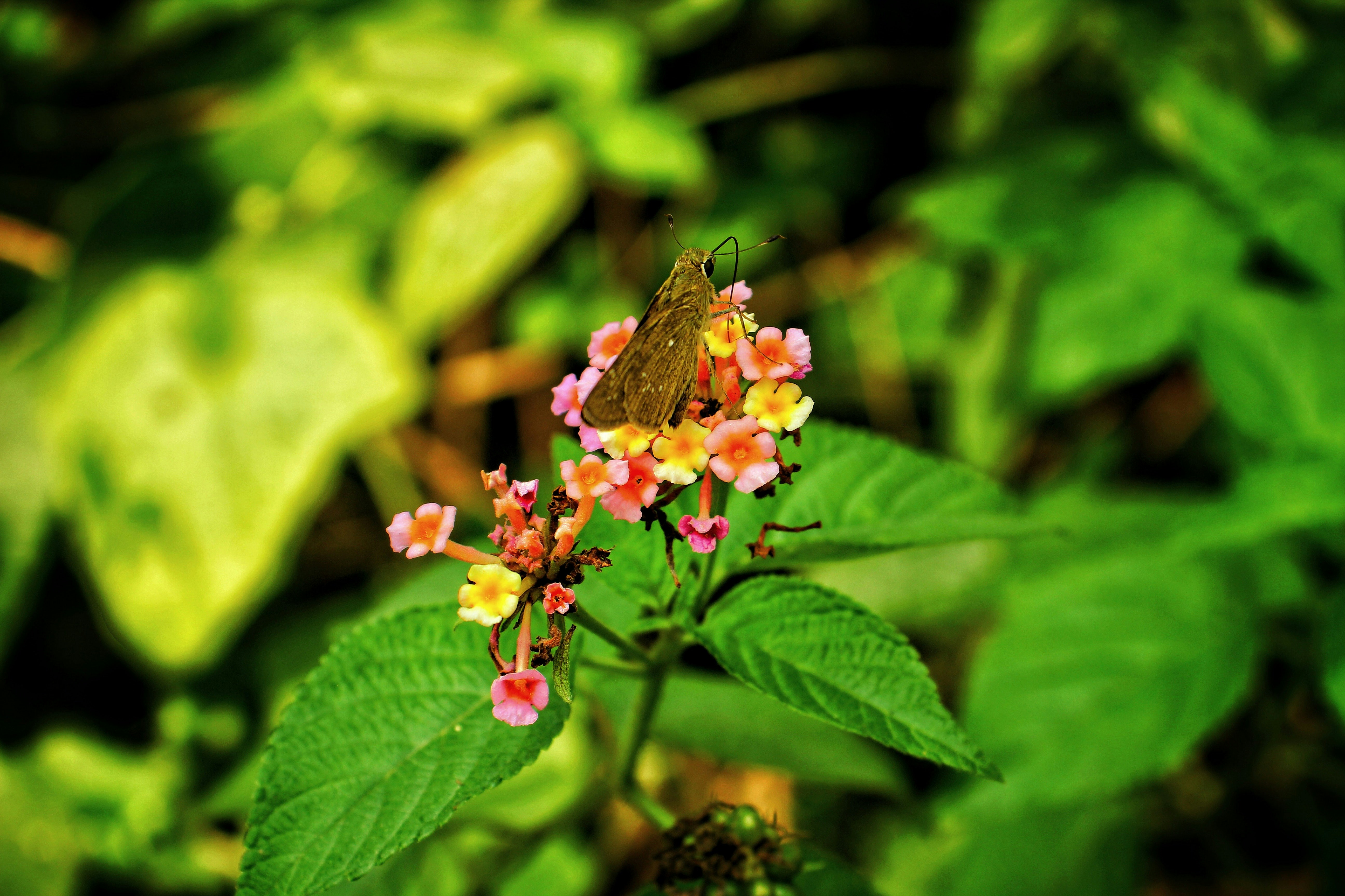 Photo by nazruls_official