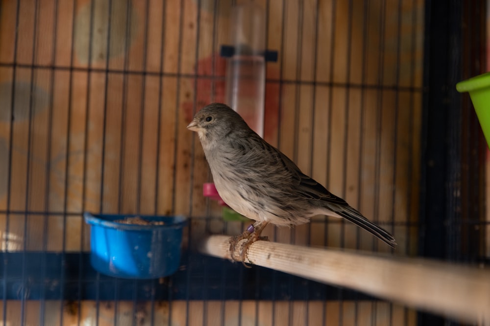a bird perched on a wooden stick in a cage