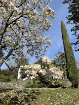 A picturesque view of the townhouse surrounded by blooming magnolia trees in a peaceful setting.