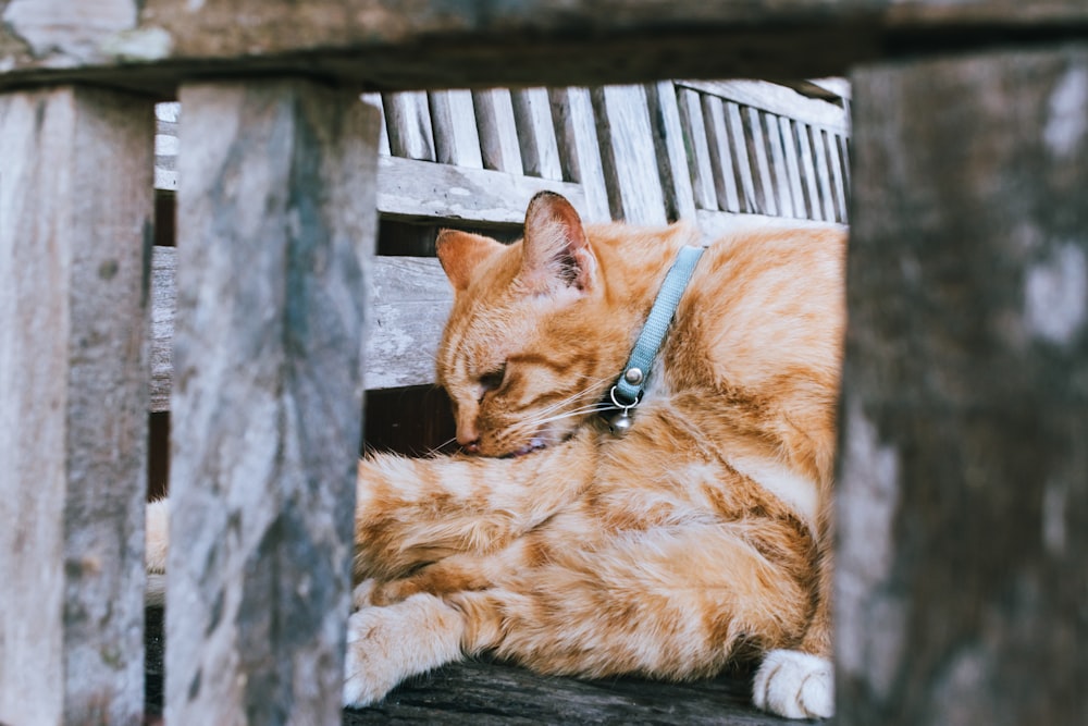 a cat laying on top of a wooden bench