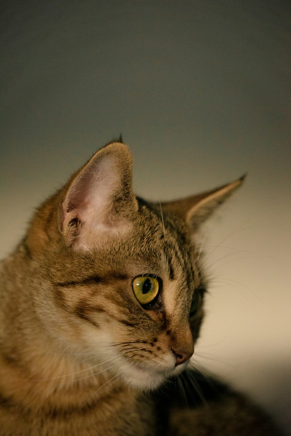 a close up of a cat with green eyes