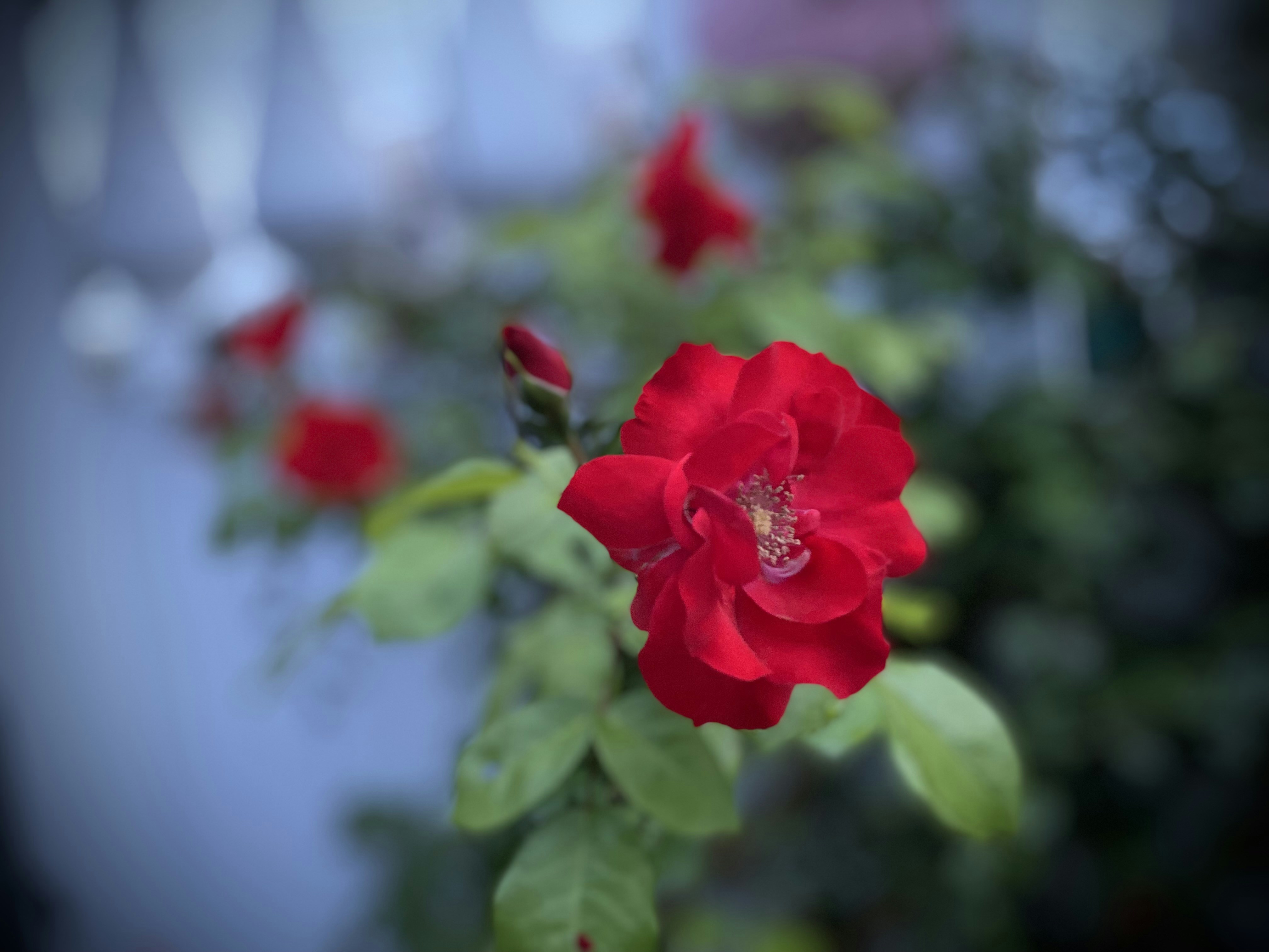 Photo by chiabra