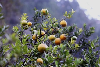 A branch of a citrus tree laden with multiple ripe and unripe fruits, surrounded by lush green leaves against a blurred, natural background.