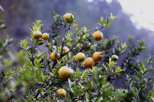 A branch of a citrus tree laden with multiple ripe and unripe fruits, surrounded by lush green leaves against a blurred, natural background.