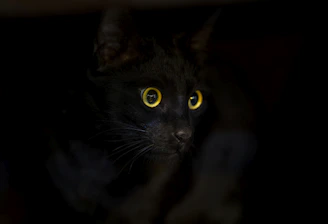 a close up of a black cat with yellow eyes
