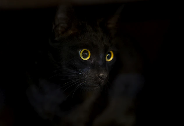 a close up of a black cat with yellow eyes