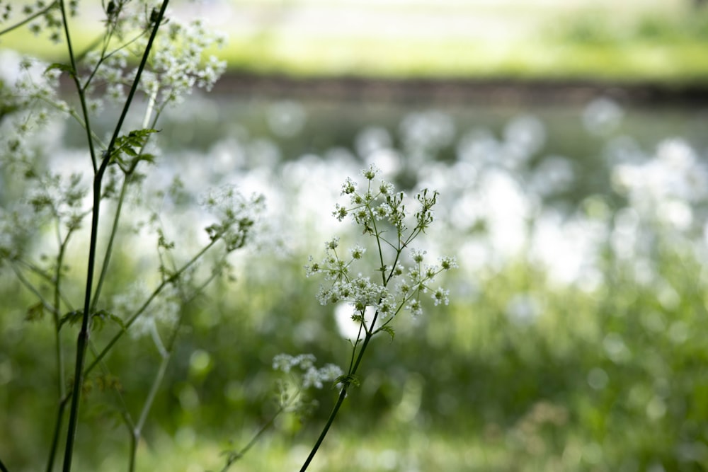 a close up of a plant in a field