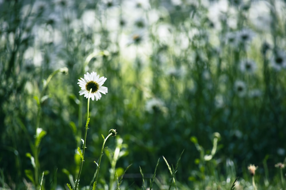 a white flower in the middle of a field of grass